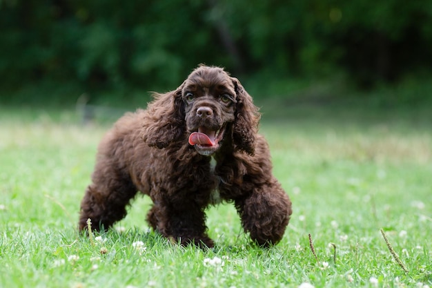 Photo puppy american cocker spaniel of brown color on the grass.