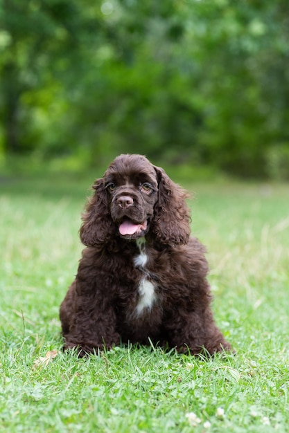 귀여운 총구가 있는 갈색의 강아지 아메리칸 코커 스패니얼이 풀밭에 앉아 있습니다.