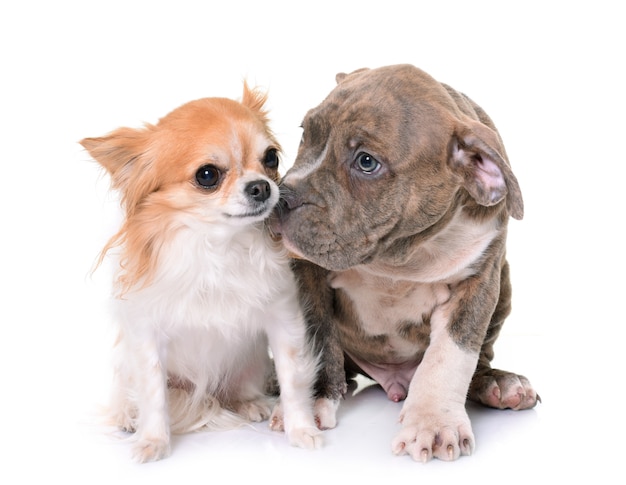 puppy american staffordshire terrier and chihuahua