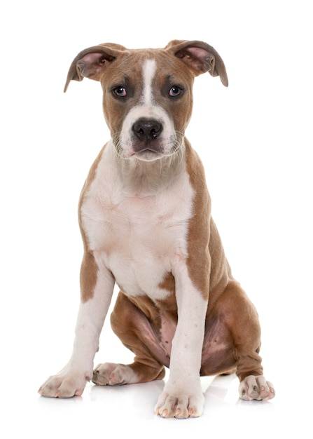 puppy american staffordshire terrier