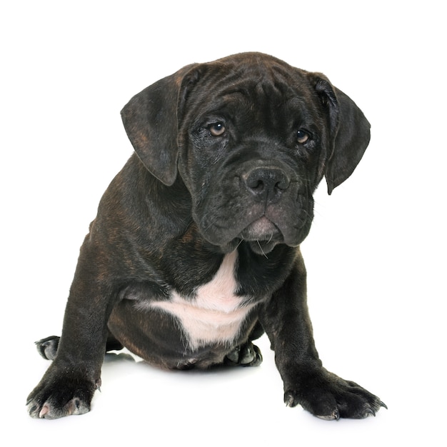 puppy american staffordshire terrier