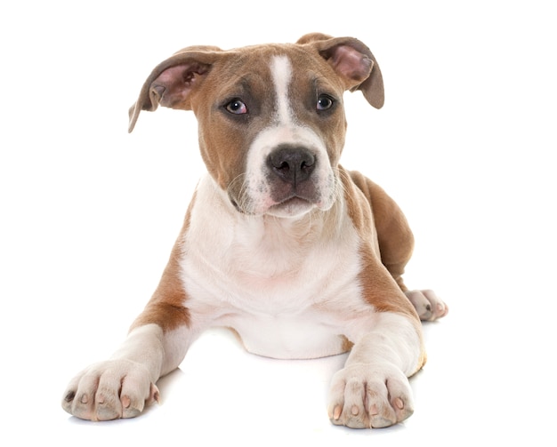 puppy american staffordshire terrier