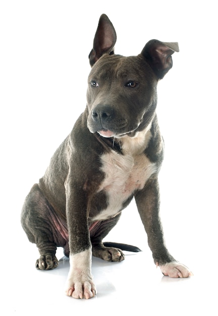 Photo puppy american staffordshire terrier