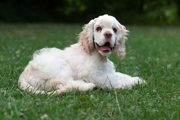 Puppy Amerikaanse Cocker Spaniel wit ligt op het gras.