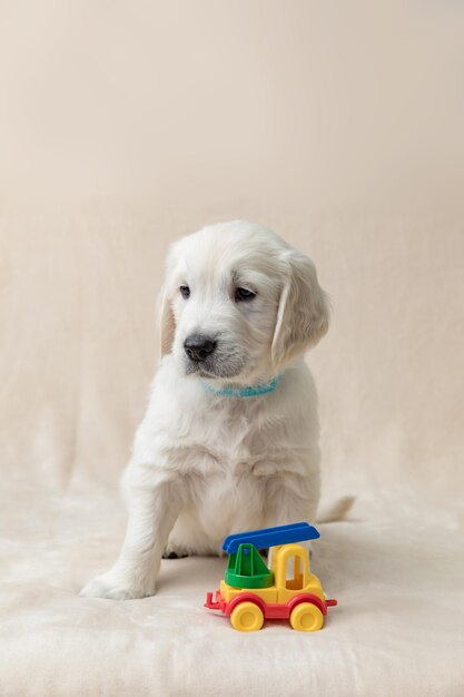 写真 子犬とおもちゃ