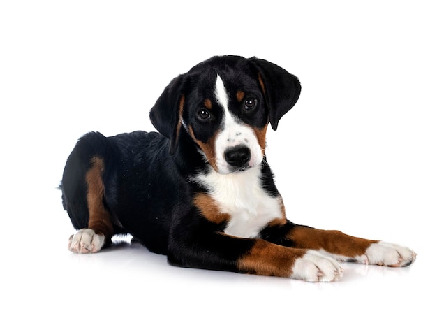 Puppy Appenzeller Sennenhond