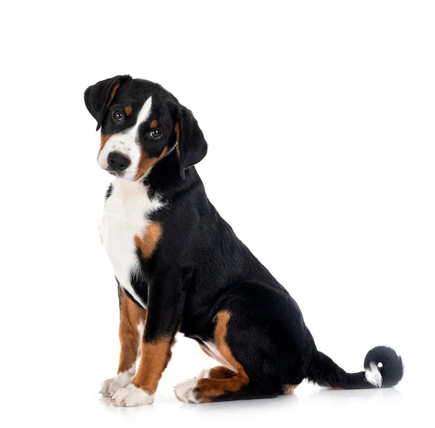 Puppy Appenzeller Sennenhond