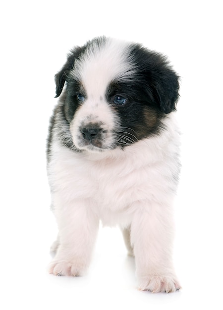 子犬の中立羊飼い