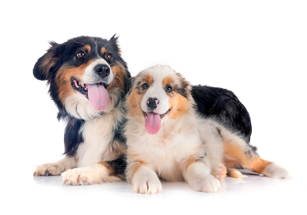 puppy australian shepherd and adult in studio