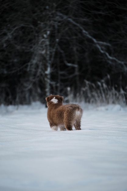 Puppy of Australian Shepherd red tricolor stands in snow against background of snowy forest