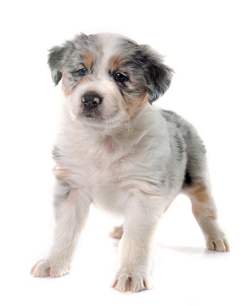 子犬オーストラリアンシェパード