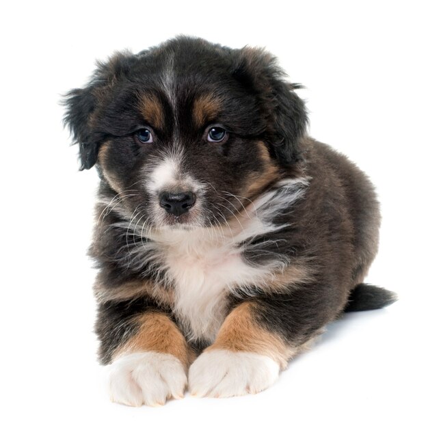 子犬オーストラリアンシェパード