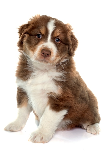 puppy australian shepherd