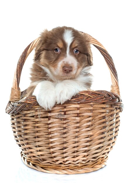 puppy australian shepherd