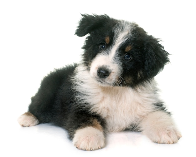 puppy australian shepherd