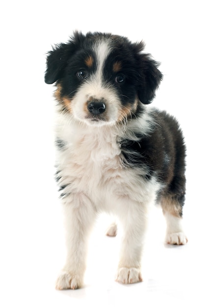 puppy australian shepherd