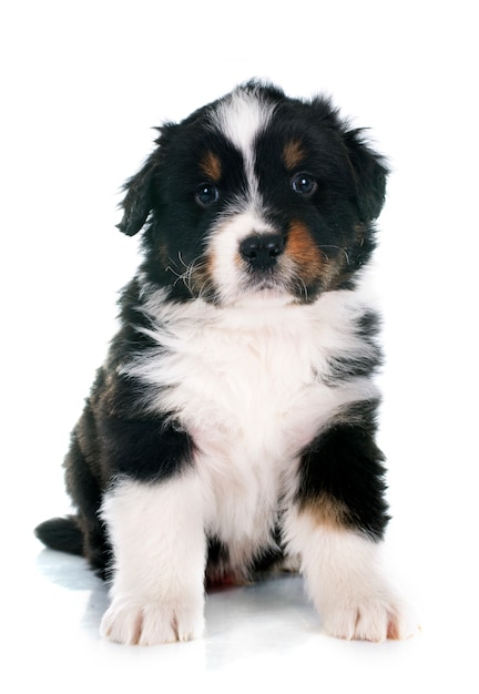 puppy australian shepherd