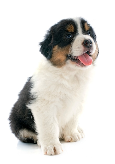 puppy australian shepherd