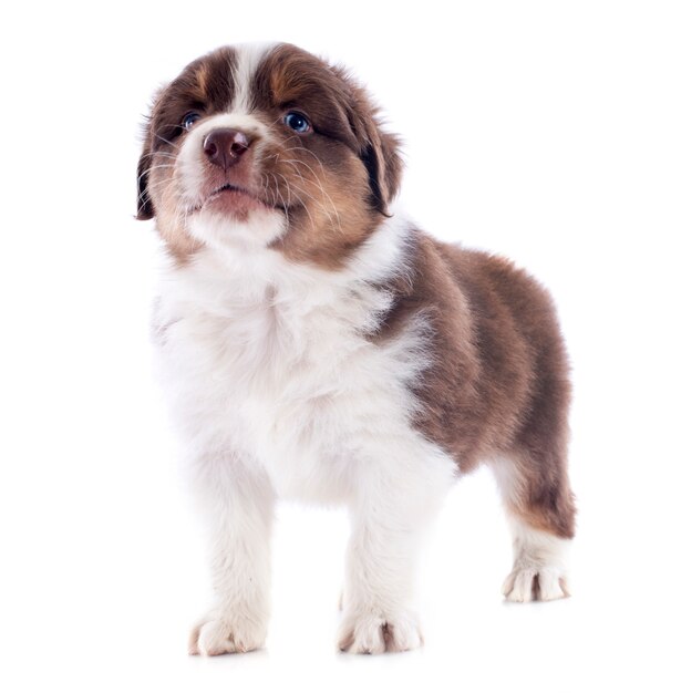 子犬オーストラリアンシェパード