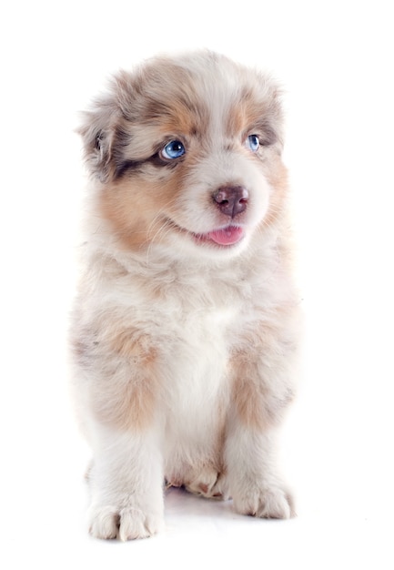 子犬オーストラリアンシェパード