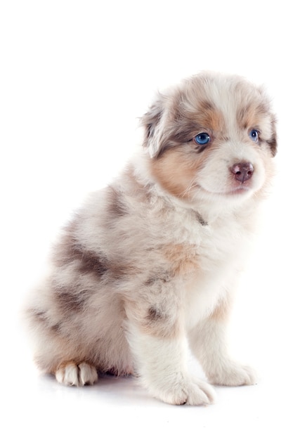 puppy australian shepherd