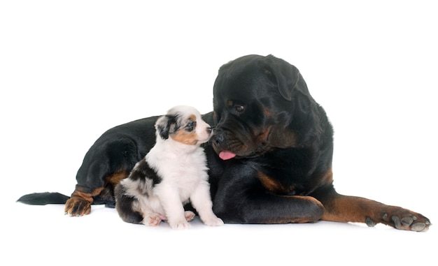 Puppy Australische herder en rottweiler