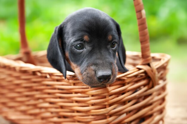 バスケットの中の子犬 ダックシュンドの子犬 可愛い小さな犬のクローズアップ肖像画 選択的な焦点