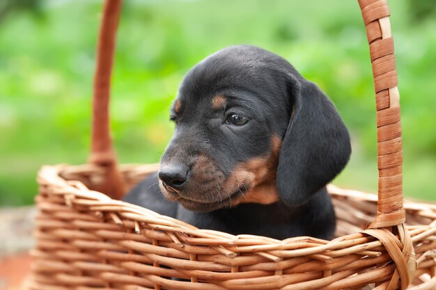 バスケットの中の子犬 ダックシュンドの子犬 眠っている小さな犬の肖像画 クローズアップ 選択的な焦点