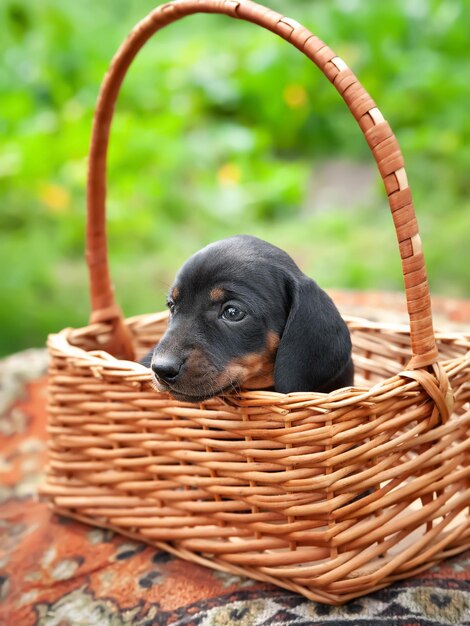 バスケットの中の子犬 ダックシュンドの子犬 小さな犬の肖像画 クローズアップ 選択的な焦点