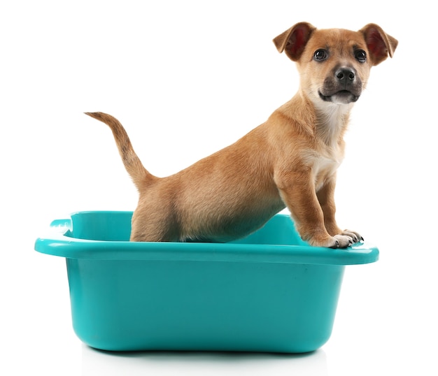 Puppy in bath isolated on white surface