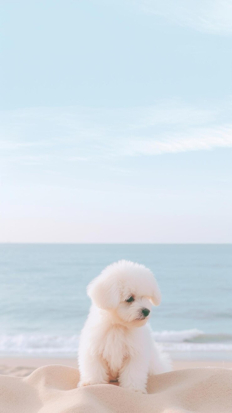 Photo 강아지와 해변 야외 지평선 동물