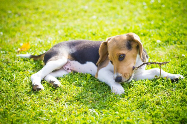 木の棒をかむ子犬ビーグル犬