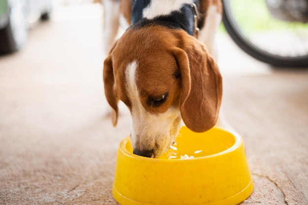 Puppy beagle dog drinking water