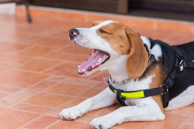 あくびをして床に座っている子犬ビーグル犬