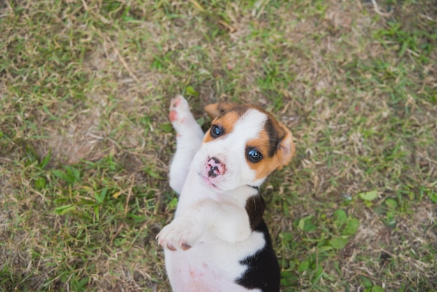 子犬のビーグル芝生の床で遊んで