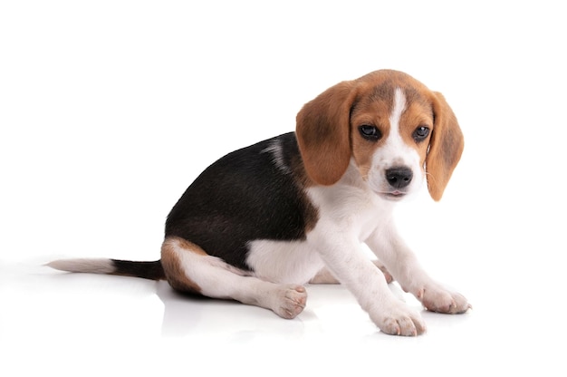 Puppy beagle sitting and lookingon white background