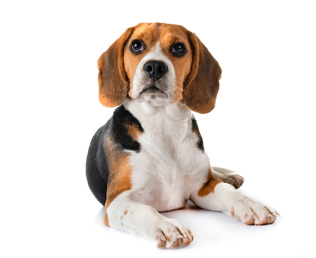 puppy beagle in studio