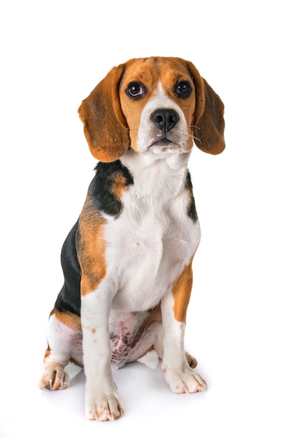 puppy beagle in studio