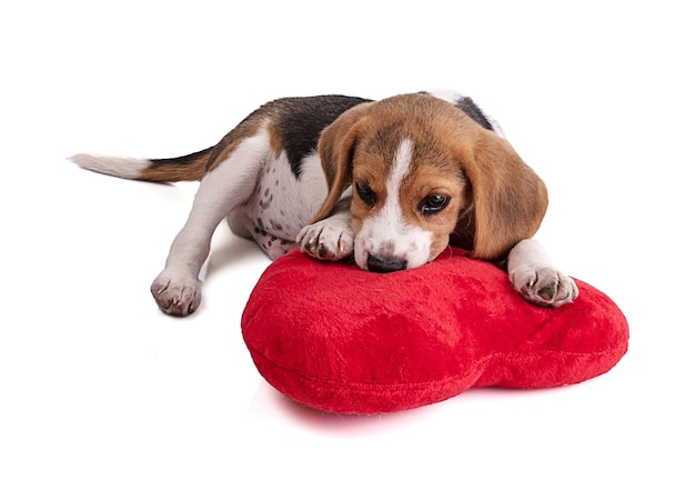 Puppy beagle with a red plush heart 