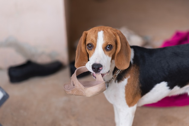 Puppy beagle with shoe