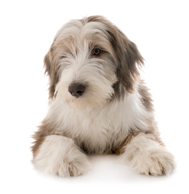 puppy bearded collie