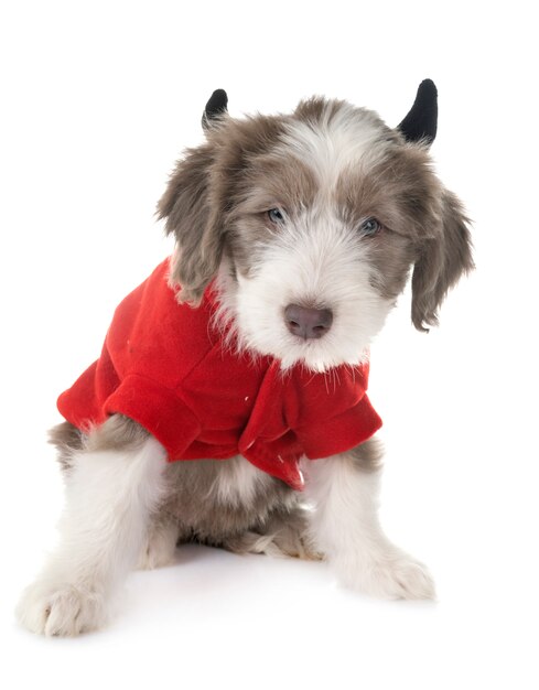 puppy bearded collie