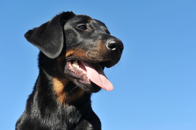 写真 子犬のau犬