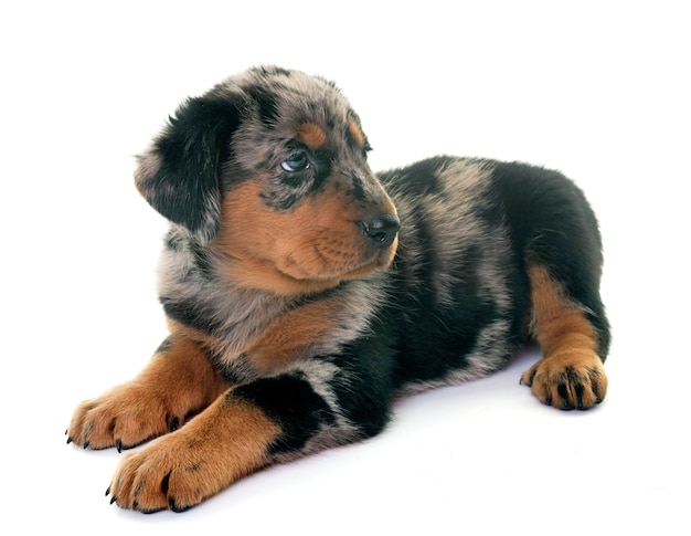 Cucciolo beauceron in studio