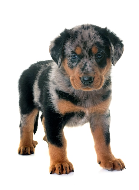 puppy beauceron in studio