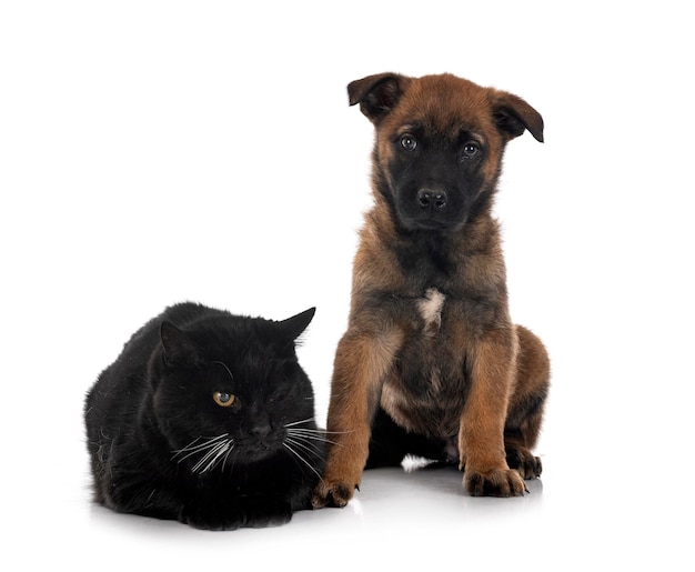 Puppy belgian shepherd and cat in front of white background