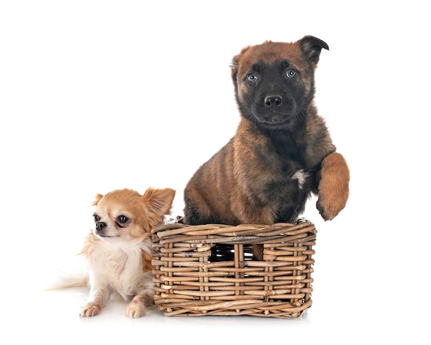 Puppy belgian shepherd and chihuahua in front of white background