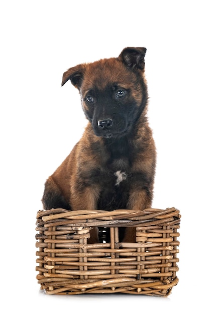 Puppy belgian shepherd in front of white background