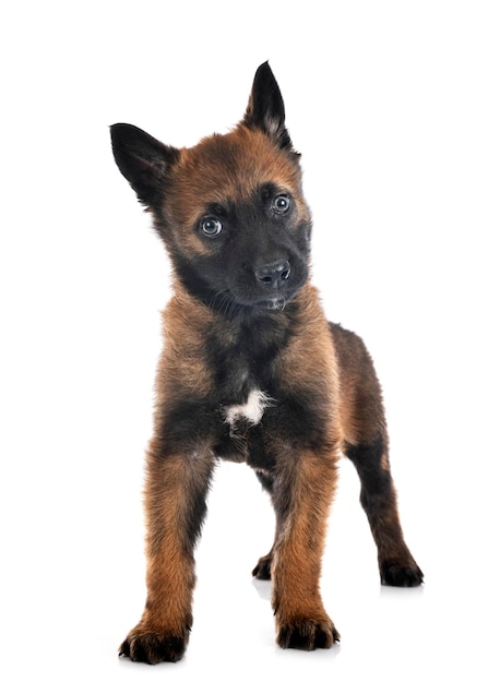 Puppy belgian shepherd in front of white background