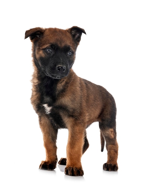 Puppy belgian shepherd in front of white background